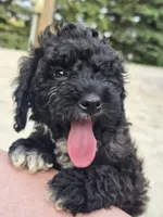 DEX, a male Cockapoo for sale in Knoxville, TN – 1 of 1