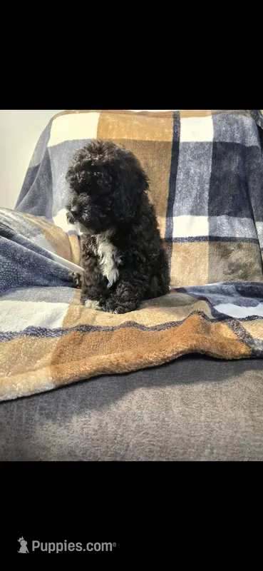 DEX – Cockapoo puppy for sale in Knoxville, TN