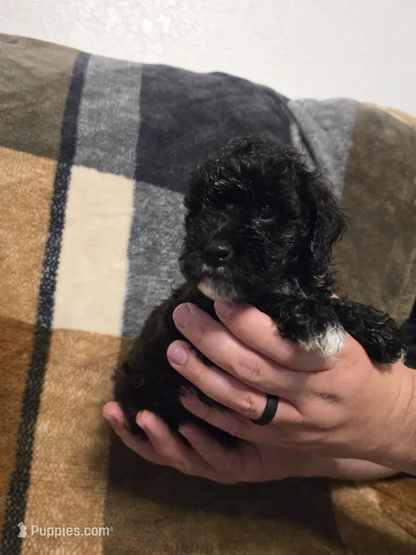 DEX – Cockapoo puppy for sale in Worthington, MN