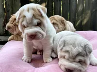 Boy 1 - white flower , a male Chinese Shar-Pei for sale in Brooklyn, NY – 7 of 10