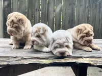 Girl 1 - Spotted body , a female Miniature Shar-Pei for sale in Brooklyn, NY – 5 of 10