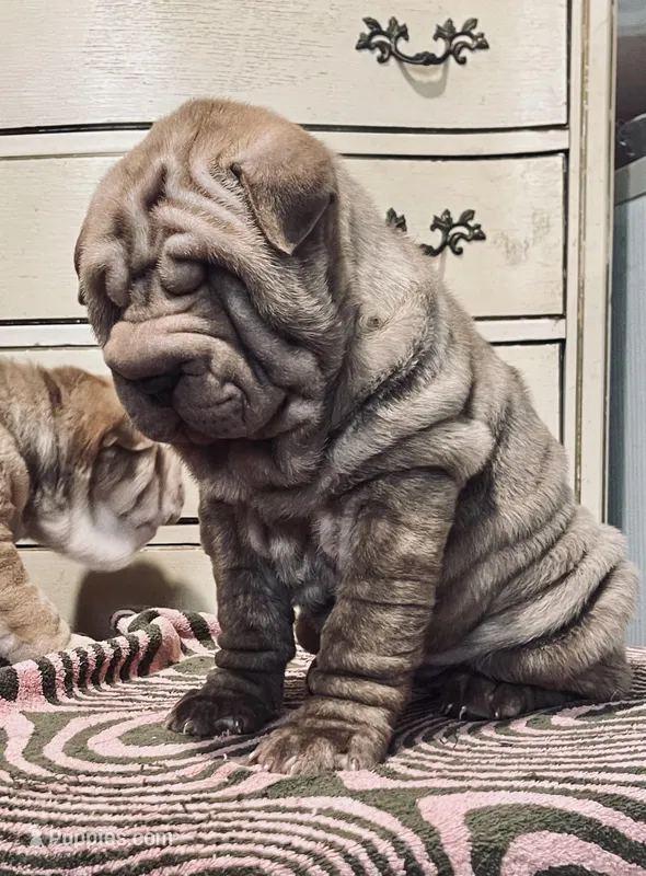 Chocolate Merle girl