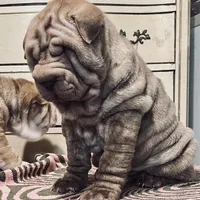 Chocolate Merle girl, a female Chinese Shar-Pei for sale in Brooklyn, NY – 1 of 10