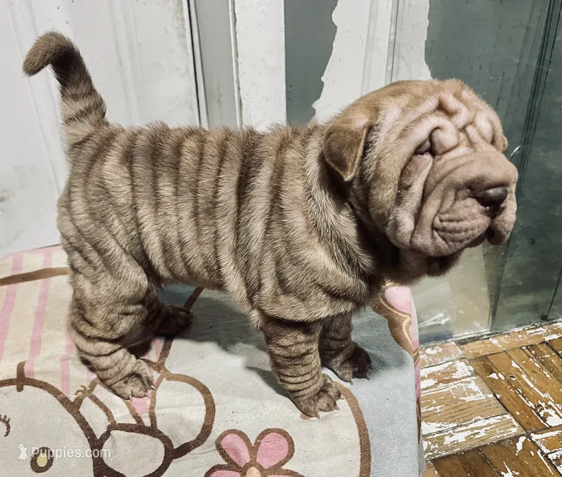 Chocolate Merle girl