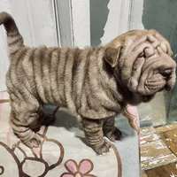 Chocolate Merle girl, a female Chinese Shar-Pei for sale in Brooklyn, NY – 7 of 10