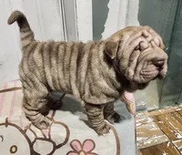 processed/4595ff78-4695-4799-bbc8-9193d70587b2/listing/109f72c2-44dc-4fc6-8a9a-034a574693b3/2a723f21-974b-4713-96dd-700b292c2567