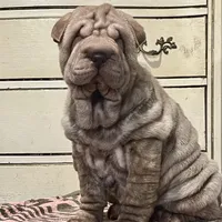 Chocolate Merle girl, a female Chinese Shar-Pei for sale in Brooklyn, NY – 6 of 10