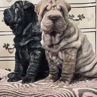 Chocolate Merle girl, a female Chinese Shar-Pei for sale in Brooklyn, NY – 4 of 10
