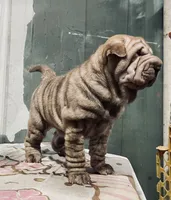 processed/4595ff78-4695-4799-bbc8-9193d70587b2/listing/109f72c2-44dc-4fc6-8a9a-034a574693b3/69beae20-c113-4fbe-b4b5-92b314740d3c