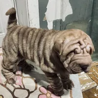 Chocolate Merle girl, a female Chinese Shar-Pei for sale in Brooklyn, NY – 10 of 10