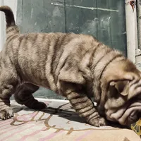 Chocolate Merle girl, a female Chinese Shar-Pei for sale in Brooklyn, NY – 9 of 10