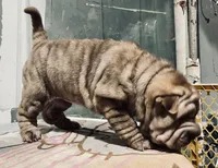 processed/4595ff78-4695-4799-bbc8-9193d70587b2/listing/109f72c2-44dc-4fc6-8a9a-034a574693b3/8eaef047-fac1-49a8-8f3e-7980c6397fc8