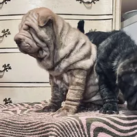 Chocolate Merle girl, a female Chinese Shar-Pei for sale in Brooklyn, NY – 5 of 10
