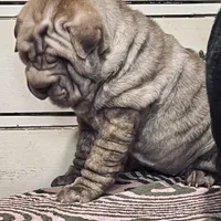 Chocolate Merle girl, a female Chinese Shar-Pei for sale in Brooklyn, NY – 3 of 10