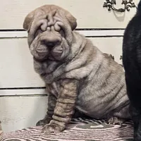 Chocolate Merle girl, a female Chinese Shar-Pei for sale in Brooklyn, NY – 2 of 10