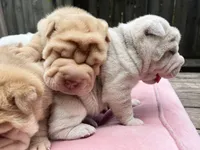 Girl 2 , a female Miniature Shar-Pei for sale in Brooklyn, NY – 10 of 10