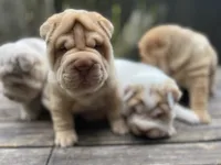 Girl 2 , a female Miniature Shar-Pei for sale in Brooklyn, NY – 3 of 10