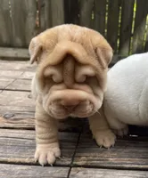 Girl 1 - spotted pattern , a female Chinese Shar-Pei for sale in Brooklyn, NY – 9 of 10
