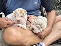 Boy 1 - white flower , a male Chinese Shar-Pei for sale in Brooklyn, NY – 2 of 10