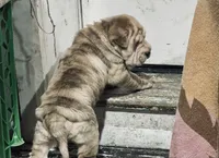 processed/4595ff78-4695-4799-bbc8-9193d70587b2/listing/2cabaad9-2bdd-40c3-bdb9-d815f960397d/6e188f44-ceb7-4dff-a945-fb4184e34909