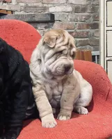 Tri color tiger boy, a male Chinese Shar-Pei for sale in New York, NY – Photo 3 of 10