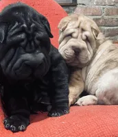 Tri color tiger boy, a male Chinese Shar-Pei for sale in New York, NY – Photo 4 of 10