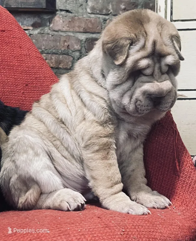 Tri color tiger boy, a male Chinese Shar-Pei for sale in New York, NY – Photo 1 of 10