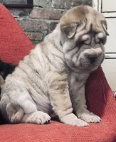 Tri color tiger boy, a male Chinese Shar-Pei for sale in New York, NY – Photo 1 of 10