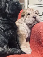 Tri color tiger boy, a male Chinese Shar-Pei for sale in New York, NY – Photo 2 of 10