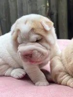Boy 1 - white flower , a male Miniature Shar-Pei for sale in Brooklyn, NY – 1 of 10