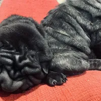 Panther boy, a male Chinese Shar-Pei for sale in Brooklyn, NY – 10 of 10