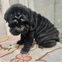 Panther boy, a male Chinese Shar-Pei for sale in Brooklyn, NY – 8 of 10