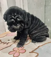 processed/4595ff78-4695-4799-bbc8-9193d70587b2/listing/332577f6-0f3d-4019-bf16-79e609e7175d/0d4694ac-2285-4e6a-b4c7-d55039811ec4