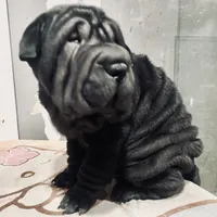 Panther boy, a male Chinese Shar-Pei for sale in Brooklyn, NY – 6 of 10