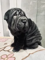 processed/4595ff78-4695-4799-bbc8-9193d70587b2/listing/332577f6-0f3d-4019-bf16-79e609e7175d/17c1e28e-a1a0-481b-bfa1-ca9d5bb13baa