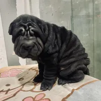 Panther boy, a male Chinese Shar-Pei for sale in Brooklyn, NY – 4 of 10