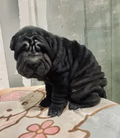 processed/4595ff78-4695-4799-bbc8-9193d70587b2/listing/332577f6-0f3d-4019-bf16-79e609e7175d/2785f472-f39b-4761-9538-21c791837458