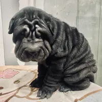 Panther boy, a male Chinese Shar-Pei for sale in Brooklyn, NY – 9 of 10