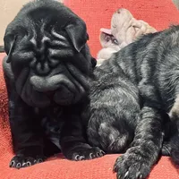 Panther boy, a male Chinese Shar-Pei for sale in Brooklyn, NY – 1 of 10