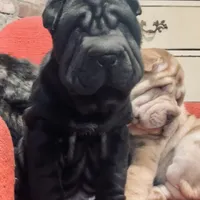 Panther boy, a male Chinese Shar-Pei for sale in Brooklyn, NY – 3 of 10