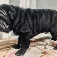 Panther boy, a male Chinese Shar-Pei for sale in Brooklyn, NY – 7 of 10