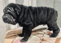 processed/4595ff78-4695-4799-bbc8-9193d70587b2/listing/332577f6-0f3d-4019-bf16-79e609e7175d/8c759475-815b-43e1-b628-84f84e9e7ae4