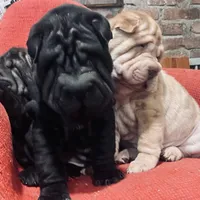 Panther boy, a male Chinese Shar-Pei for sale in Brooklyn, NY – 2 of 10
