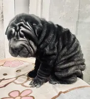 processed/4595ff78-4695-4799-bbc8-9193d70587b2/listing/332577f6-0f3d-4019-bf16-79e609e7175d/c343072e-fb9c-4b0e-b9ac-8ba8ae2a6e25