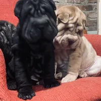 Panther boy, a male Chinese Shar-Pei for sale in Brooklyn, NY – 5 of 10