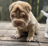 Girl 1 - Spotted body , a female Miniature Shar-Pei for sale in Brooklyn, NY – 3 of 10