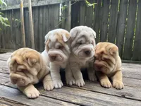 Girl 2 , a female Chinese Shar-Pei for sale in Brooklyn, NY – 7 of 10