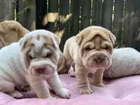 Girl 2 , a female Chinese Shar-Pei for sale in Brooklyn, NY – 9 of 10