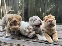 Girl 2 , a female Miniature Shar-Pei for sale in Brooklyn, NY – 8 of 10