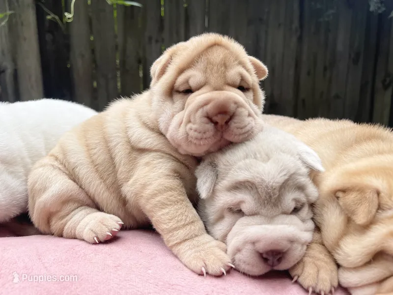 Girl 2  – Miniature Shar-Pei puppy for sale in Brooklyn, NY
